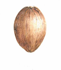 Coconut